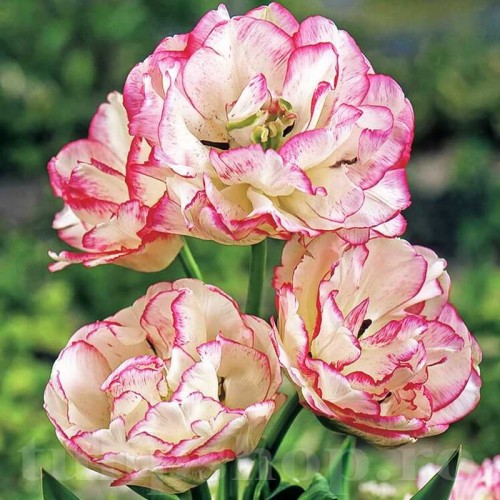 Bulbi Lalele Belicia (Tulip)