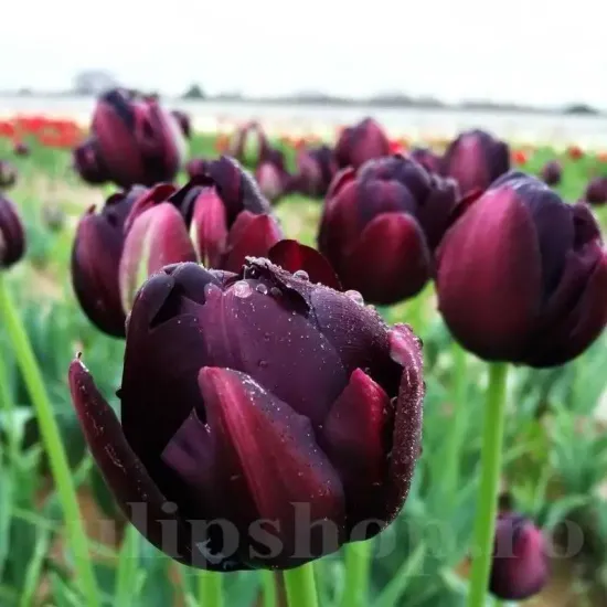 bulbi lalele black hero