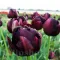 Bulbi Lalele Black Hero (Tulip)