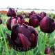 Bulbi Lalele Black Hero (Tulip) bulbi lalele black hero negre batute lux