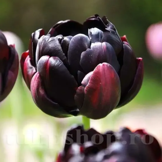 bulbi lalele black hero1