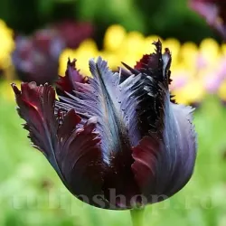 Bulbi Lalele Black Parrot (Tulip)