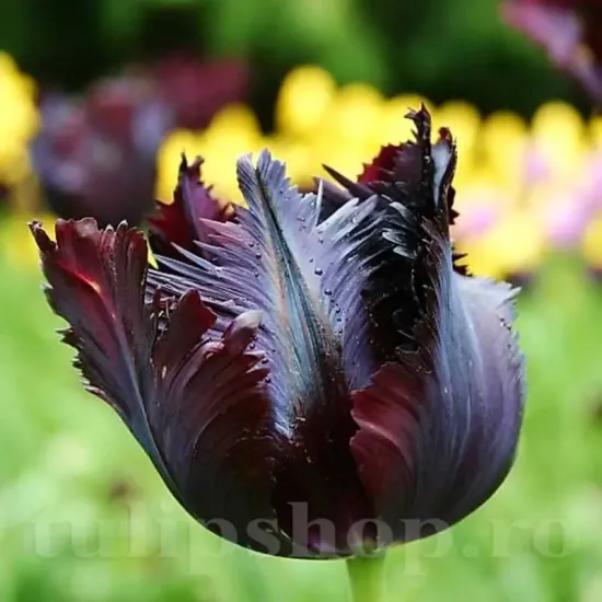 bulbi lalele black parrot negre exotice franjurate