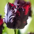Bulbi Lalele Black Parrot (Tulip)