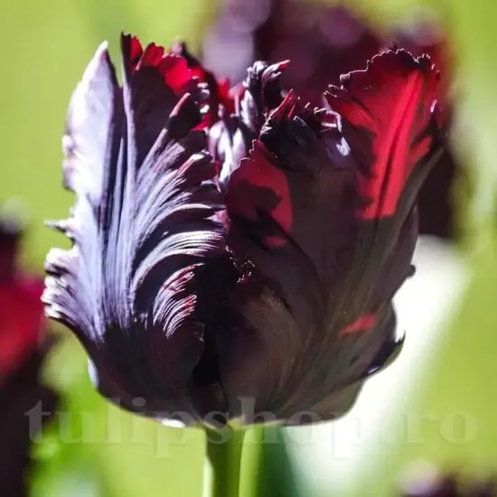 bulbi lalele black parrot1