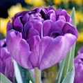 Bulbi Lalele Blue Diamond (Tulip)