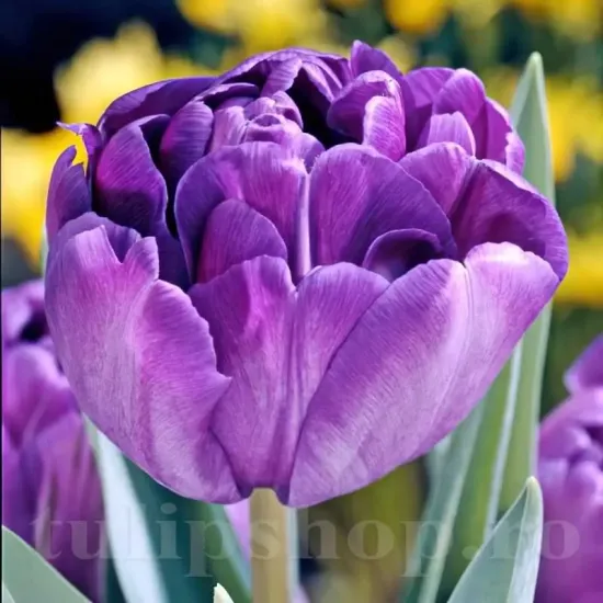 Bulbi Lalele Blue Diamond (Tulip) bulbi lalele blue diamond mov batute tip bujor