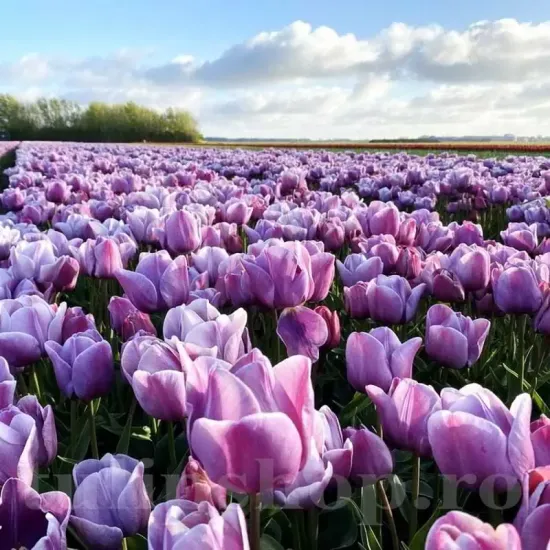 bulbi lalele blue heaven mov lavanda elegante