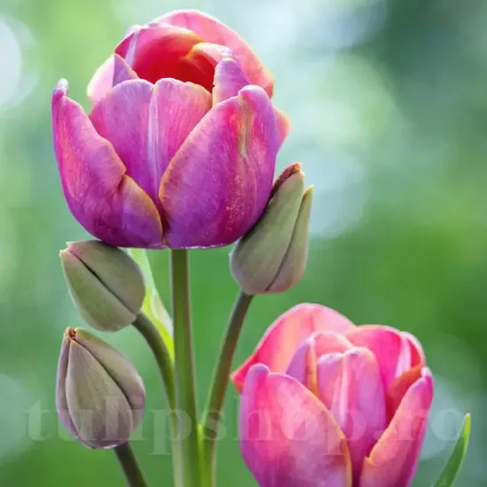 bulbi lalele blue heaven2