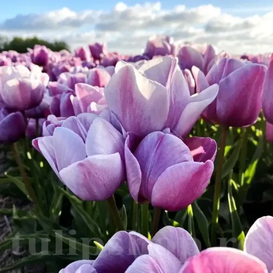 bulbi lalele blue heaven3