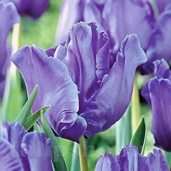 Bulbi Lalele Blue Parrot (Tulip)