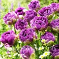 Bulbi Lalele Blue Wow (Tulip)