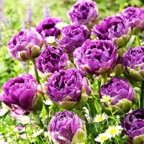 Bulbi Lalele Blue Wow (Tulip) bulbi lalele blue wow mov batute extravagante