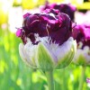 Bulbi Lalele Blue Wow (Tulip)