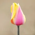 Bulbi Lalele Blushing Lady (Tulip)