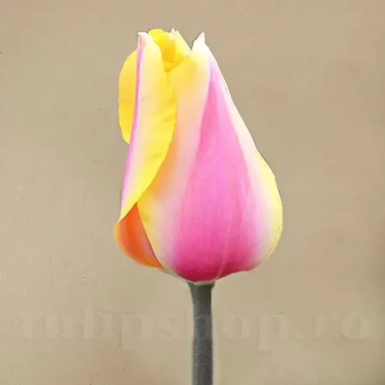 Bulbi Lalele Blushing Lady (Tulip) bulbi lalele blushing lady galben roz inalte