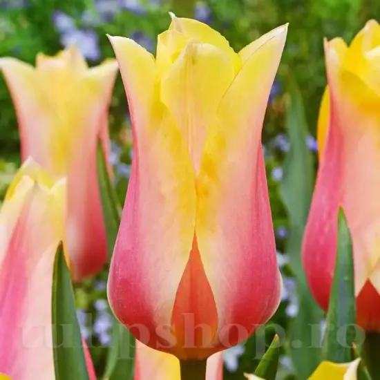 bulbi lalele blushing lady2