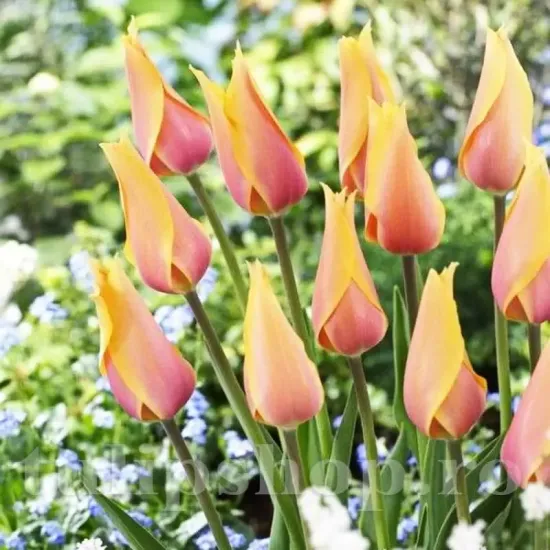 bulbi lalele blushing lady3