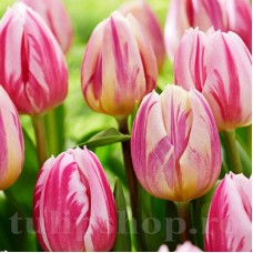 Bulbi Lalele Bojangles (Tulip)