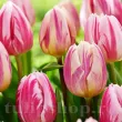 Bulbi Lalele Bojangles (Tulip) bulbi lalele bojangles galben batute parfumate 110x110