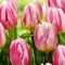 Bulbi Lalele Bojangles (Tulip)