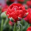 Bulbi Lalele Bombastic Red (Tulip) bulbi lalele bombastic red rosu catifelat toamna 110x110