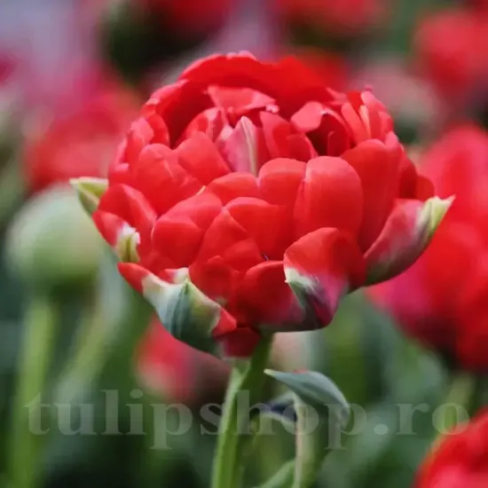 Bulbi Lalele Bombastic Red (Tulip) bulbi lalele bombastic red rosu catifelat toamna