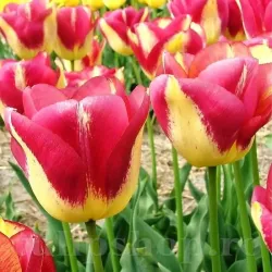 Bulbi Lalele Boston (Tulip) Bulbi Lalele Boston (Tulip)