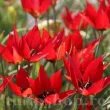 Bulbi Lalele Orphanidea Lizzy (Tulip) bulbi lalele botanice orphanidea lizzy inflorire primavara 110x110