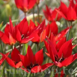 Bulbi Lalele Orphanidea Lizzy (Tulip)