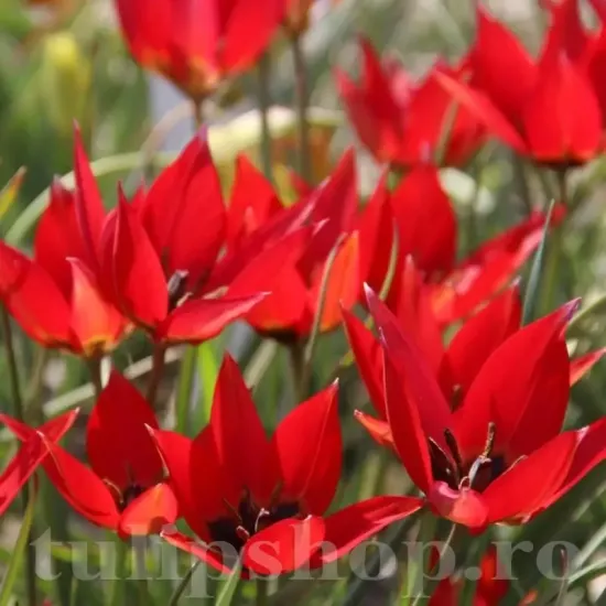 Bulbi Lalele Orphanidea Lizzy (Tulip) bulbi lalele botanice orphanidea lizzy inflorire primavara