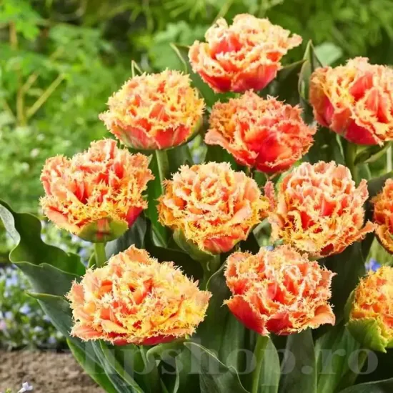 Bulbi Lalele Brisbane (Tulip) bulbi lalele brisbane duble franjurate piersica