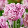 Bulbi Lalele Cairns (Tulip)