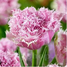 Bulbi Lalele Cairns (Tulip)