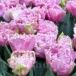 Bulbi Lalele Cairns (Tulip) bulbi lalele cairns plantare toamna gradina 110x110