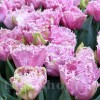 Bulbi Lalele Cairns (Tulip)