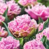 Bulbi Lalele Cairns (Tulip)