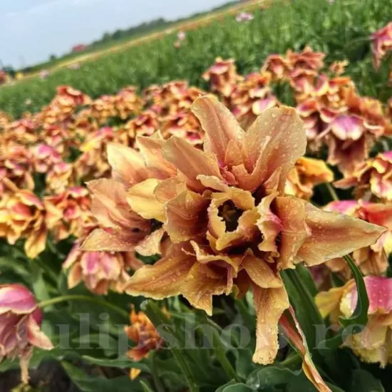 Bulbi Lalele Callahan (Tulip) bulbi lalele callahan batute tarzii tulipshop