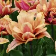 Bulbi Lalele Callahan (Tulip) bulbi lalele callahan plantare toamna gradina 110x110