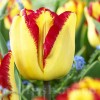 Bulbi Lalele Cape Town (Tulip)