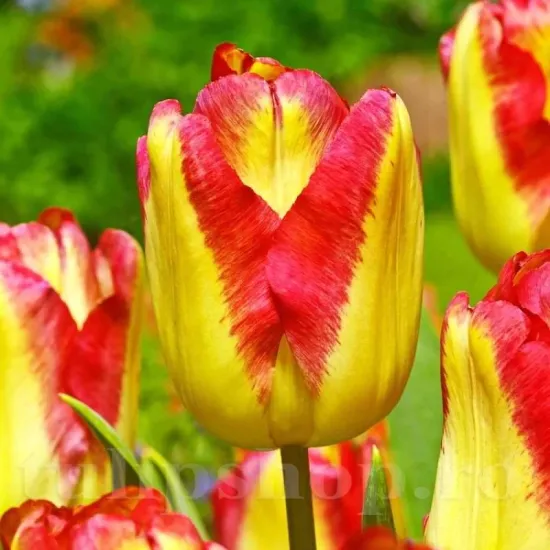 Bulbi Lalele Cape Town (Tulip) bulbi lalele cape town plantare toamna gradina
