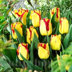 Bulbi Lalele Cape Town (Tulip) Bulbi Lalele Cape Town (Tulip)