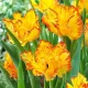 Bulbi Lalele Caribbean Parrot (Tulip) bulbi lalele caribbean parrot exotice galben rosu