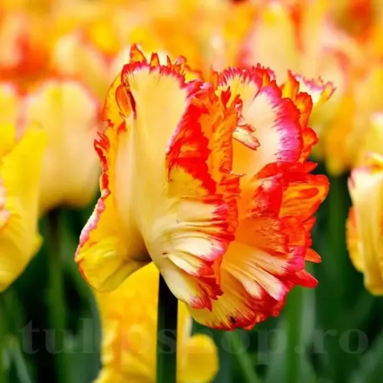 bulbi lalele caribbean parrot3