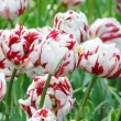 Bulbi Lalele Carnaval de Nice (Tulip) bulbi lalele carnaval de nice tip bujor inflorire primavara 110x110