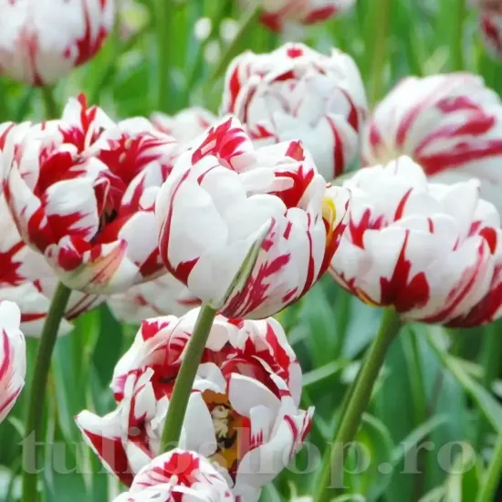 Bulbi Lalele Carnaval de Nice (Tulip) bulbi lalele carnaval de nice tip bujor inflorire primavara