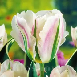 Bulbi Lalele China Town (Tulip)