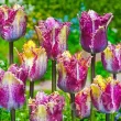 Bulbi Lalele Color Fusion (Tulip) bulbi lalele color fusion multicolore triumph 110x110