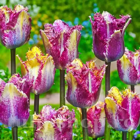 Bulbi Lalele Color Fusion (Tulip) bulbi lalele color fusion multicolore triumph