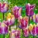 Bulbi Lalele Color Fusion (Tulip) bulbi lalele color fusion multicolore triumph
